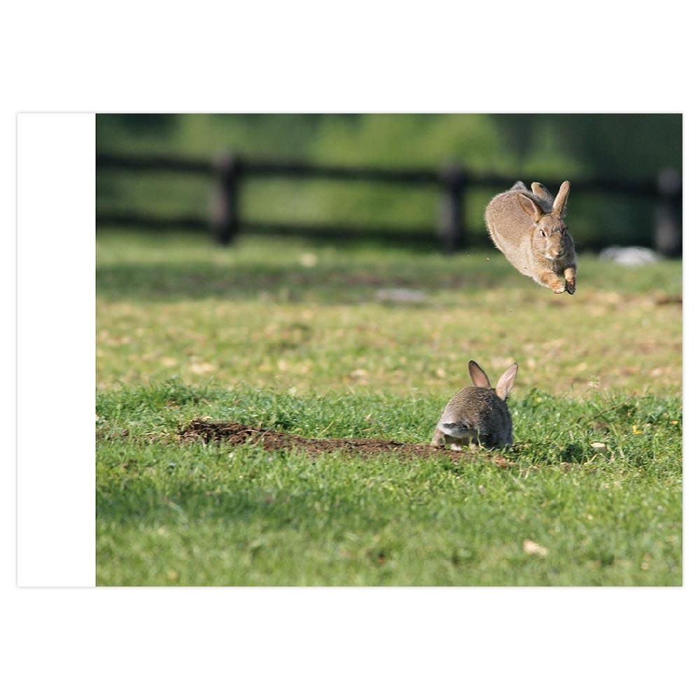 ピーターラビット(TM)の仲間たち 写真集